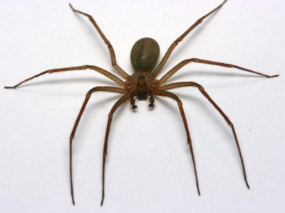 Brown Recluse Spider