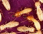 termite control lakeside vegas las bug